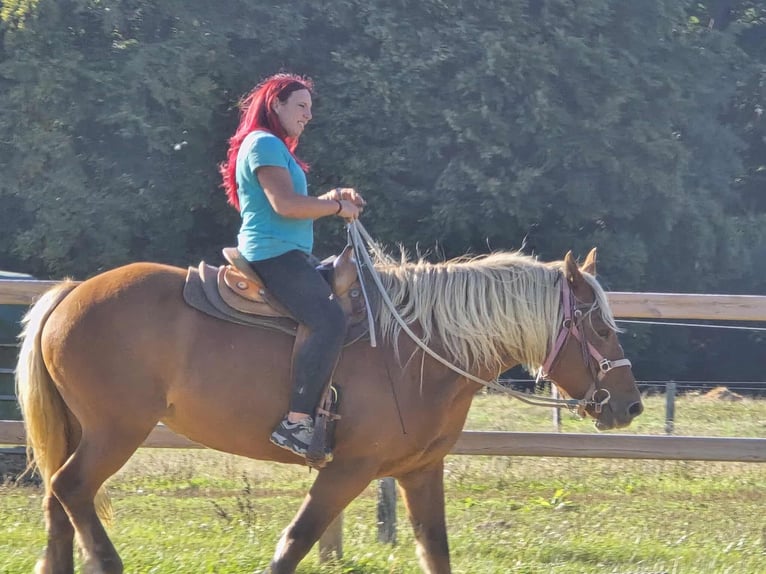 Inne konie zimnokrwiste Klacz 8 lat 163 cm Kasztanowata in Linkenbach