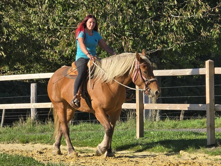 Inne konie zimnokrwiste Klacz 8 lat 163 cm Kasztanowata in Linkenbach