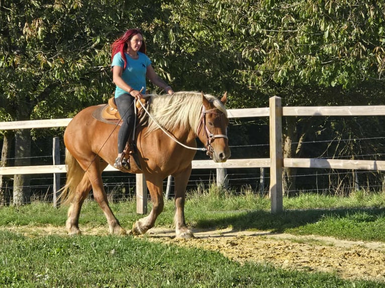 Inne konie zimnokrwiste Klacz 8 lat 163 cm Kasztanowata in Linkenbach