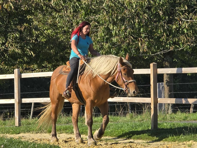 Inne konie zimnokrwiste Klacz 8 lat 163 cm Kasztanowata in Linkenbach