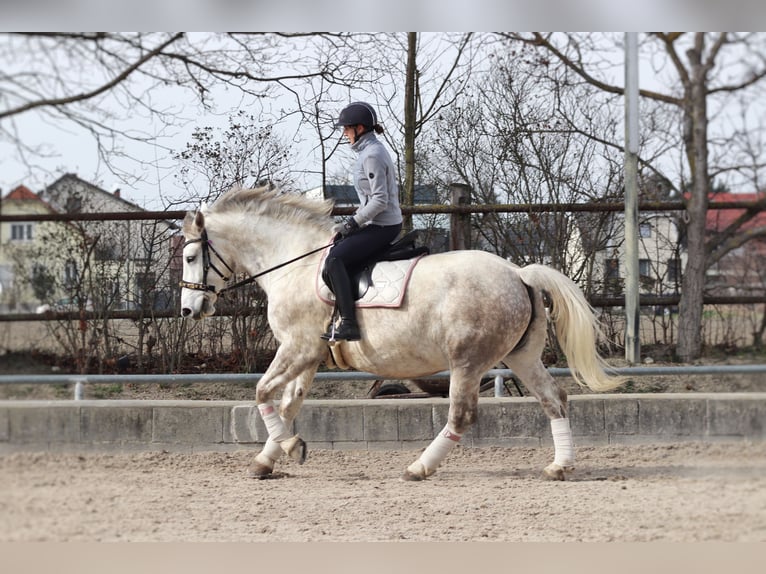 Inne konie zimnokrwiste Mix Klacz 8 lat 163 cm Siwa jabłkowita in Wien, Donaustadt