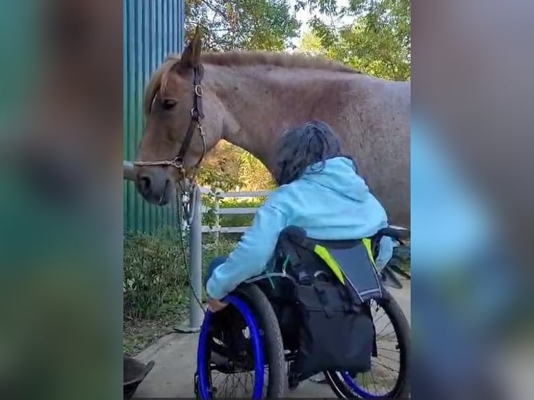 Inne konie zimnokrwiste Mix Klacz 8 lat 164 cm Kasztanowatodereszowata in Müncheberg