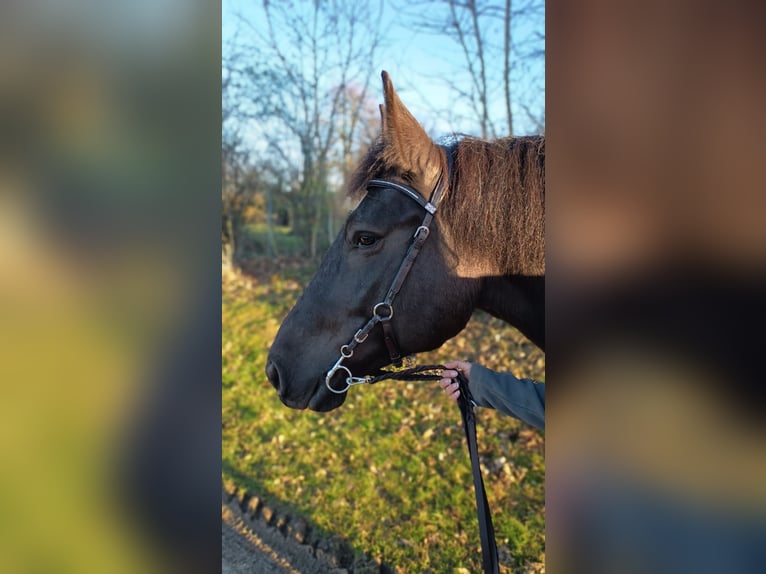 Inne konie zimnokrwiste Mix Klacz 9 lat 154 cm Kara in Westerheim