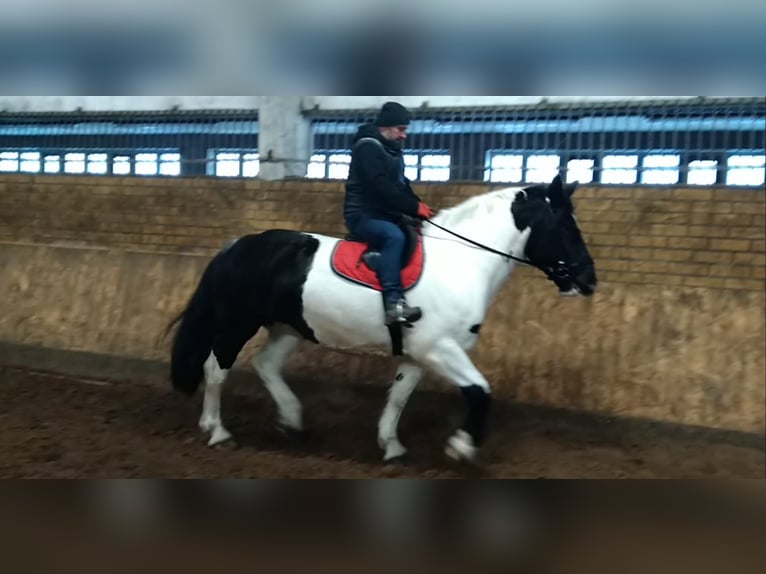 Inne konie zimnokrwiste Klacz 9 lat 162 cm Srokata in Kamenz