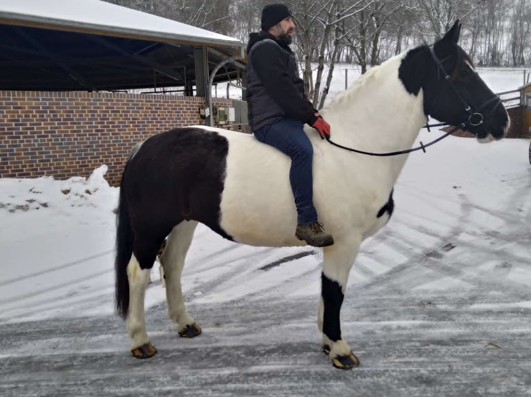 Inne konie zimnokrwiste Klacz 9 lat 162 cm Srokata in Kamenz