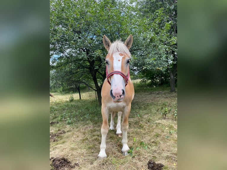 Inne konie zimnokrwiste Ogier 1 Rok in Owiesno