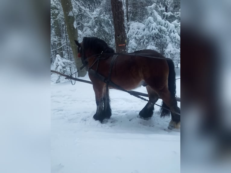 Inne konie zimnokrwiste Ogier 2 lat 154 cm Gniada in Kostomłoty pierwsze