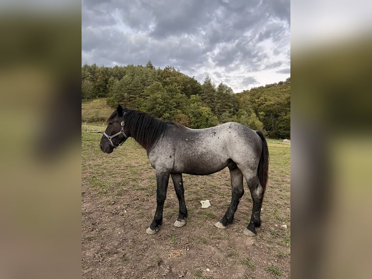 Inne konie zimnokrwiste Ogier 2 lat 155 cm Karodereszowata in Šentjernej