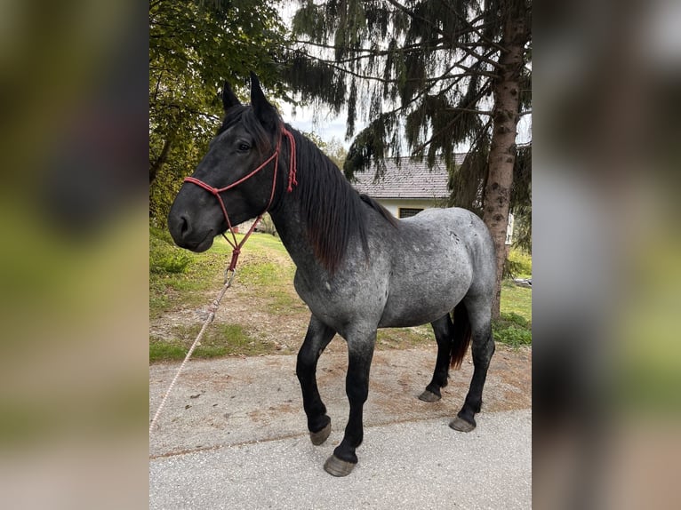 Inne konie zimnokrwiste Ogier 2 lat 155 cm Karodereszowata in Šentjernej