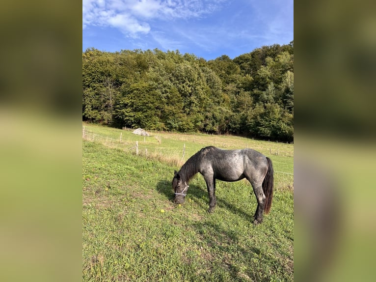 Inne konie zimnokrwiste Ogier 2 lat 155 cm Karodereszowata in Šentjernej