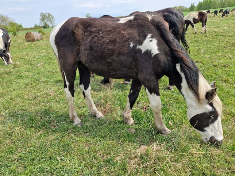 Inne konie zimnokrwiste Mix Ogier 2 lat 155 cm Srokata in Grzybowo