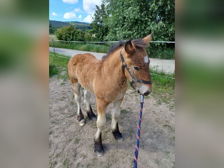 Inne konie zimnokrwiste Ogier Źrebak (01/2024) in Wienrode