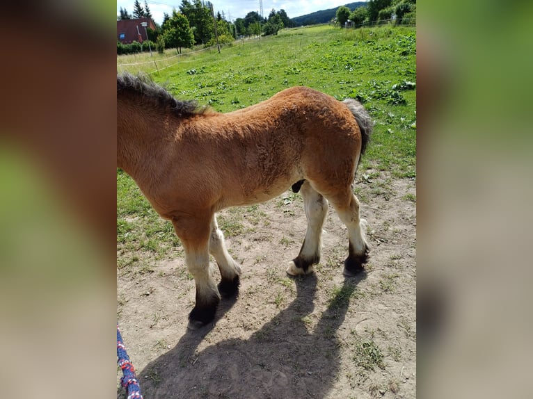 Inne konie zimnokrwiste Ogier Źrebak (01/2024) in Wienrode