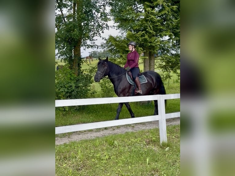 Inne konie zimnokrwiste Wałach 10 lat 160 cm Kara in Pelmberg