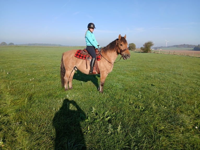 Inne konie zimnokrwiste Wałach 12 lat 155 cm Kasztanowata in Nettersheim