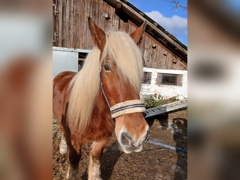 Inne konie zimnokrwiste Wałach 12 lat 160 cm Kasztanowata in Schmiedrued