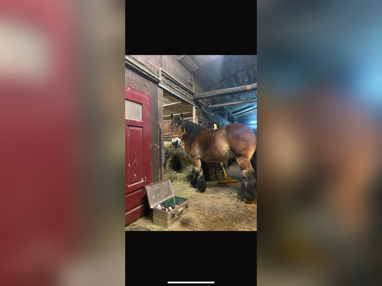 Inne konie zimnokrwiste Wałach 13 lat 161 cm Gniada in Plattling