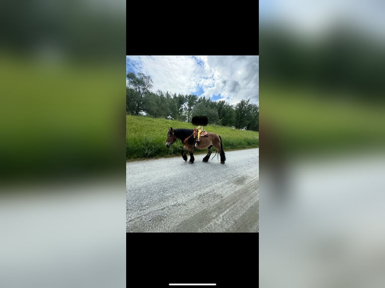 Inne konie zimnokrwiste Wałach 13 lat 161 cm Gniada in Plattling