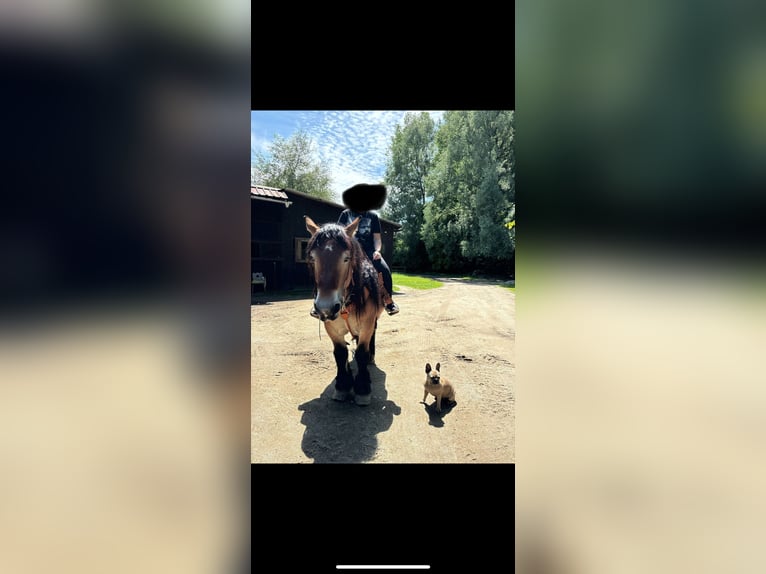 Inne konie zimnokrwiste Wałach 13 lat 161 cm Gniada in Plattling