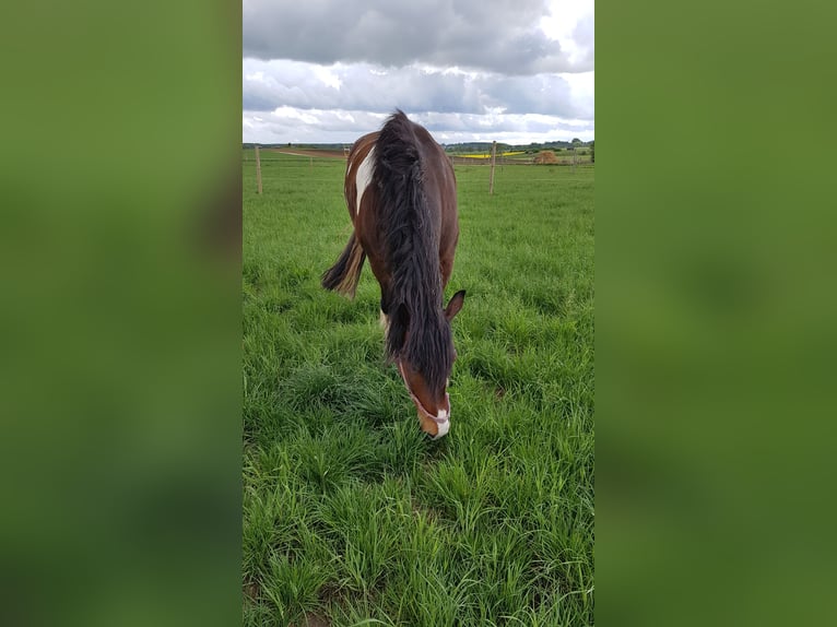 Inne konie zimnokrwiste Mix Wałach 13 lat 169 cm Srokata in Ranstadt