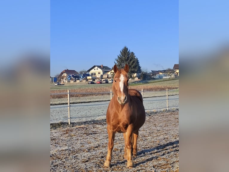 Inne konie zimnokrwiste Mix Wałach 15 lat 155 cm Kasztanowata in Oedt