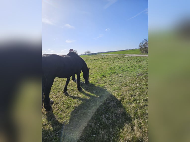 Inne konie zimnokrwiste Wałach 19 lat 155 cm Skarogniada in Obermützkow