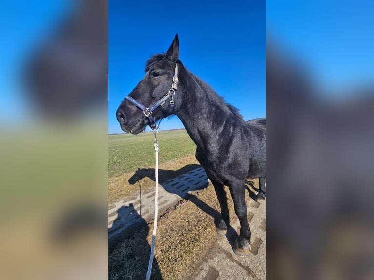 Inne konie zimnokrwiste Wałach 19 lat 155 cm Skarogniada in Obermützkow