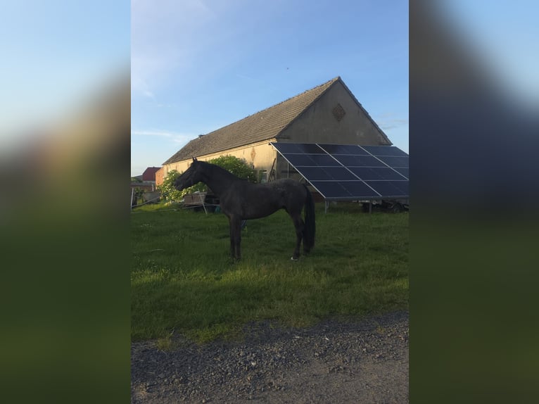 Inne konie zimnokrwiste Mix Wałach 2 lat 161 cm Tarantowata in Lipno