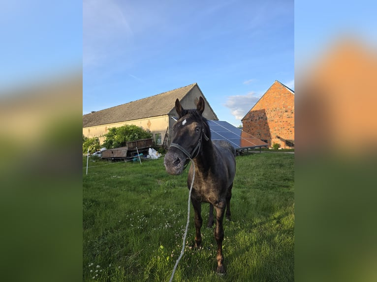 Inne konie zimnokrwiste Mix Wałach 2 lat 161 cm Tarantowata in Lipno