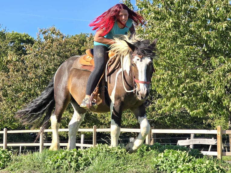 Inne konie zimnokrwiste Wałach 3 lat 150 cm Srokata in Linkenbach