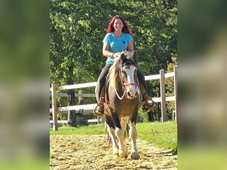 Inne konie zimnokrwiste Wałach 3 lat 150 cm Srokata in Linkenbach