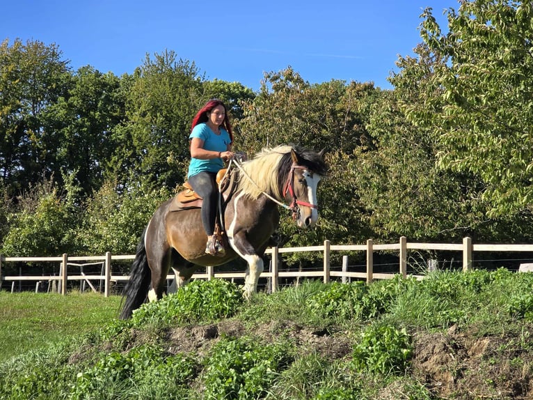 Inne konie zimnokrwiste Wałach 3 lat 150 cm Srokata in Linkenbach