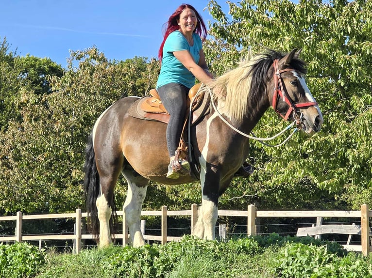 Inne konie zimnokrwiste Wałach 3 lat 150 cm Srokata in Linkenbach