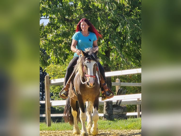 Inne konie zimnokrwiste Wałach 3 lat 150 cm Srokata in Linkenbach
