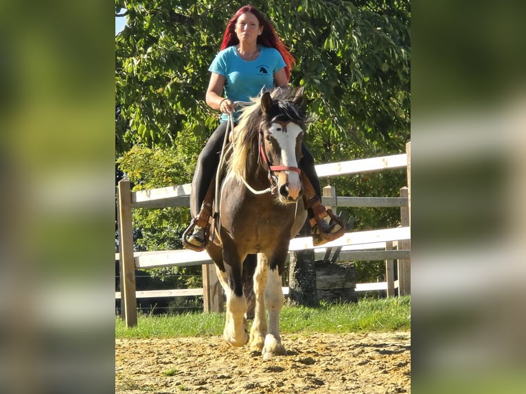 Inne konie zimnokrwiste Wałach 3 lat 150 cm Srokata in Linkenbach