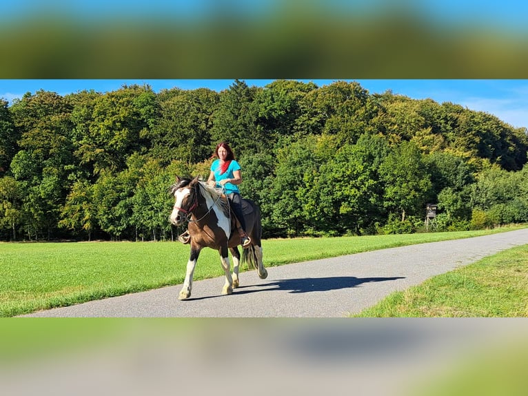 Inne konie zimnokrwiste Wałach 3 lat 150 cm Srokata in Linkenbach