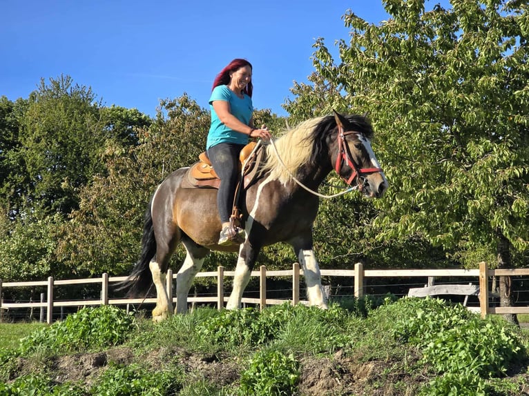 Inne konie zimnokrwiste Wałach 3 lat 150 cm Srokata in Linkenbach