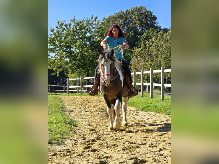 Inne konie zimnokrwiste Wałach 3 lat 150 cm Srokata in Linkenbach