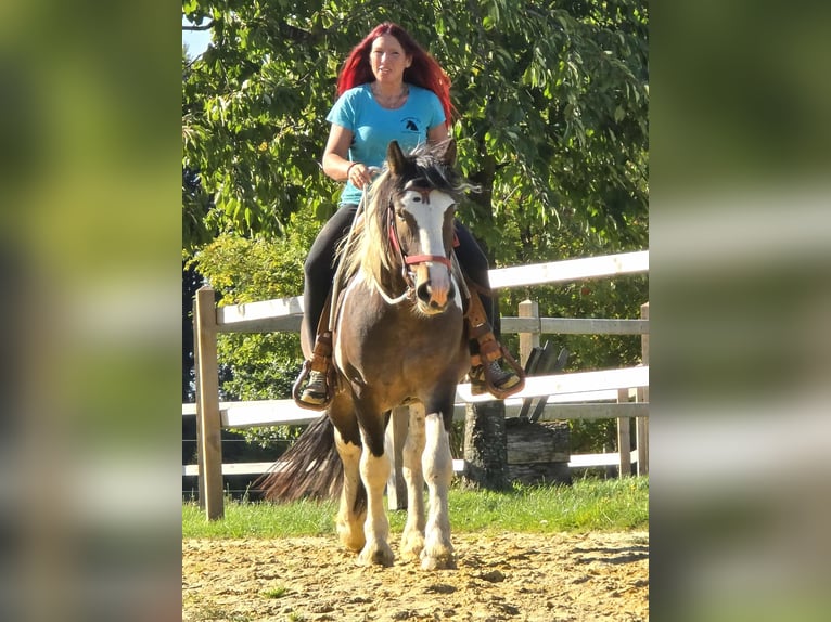 Inne konie zimnokrwiste Wałach 3 lat 150 cm Srokata in Linkenbach