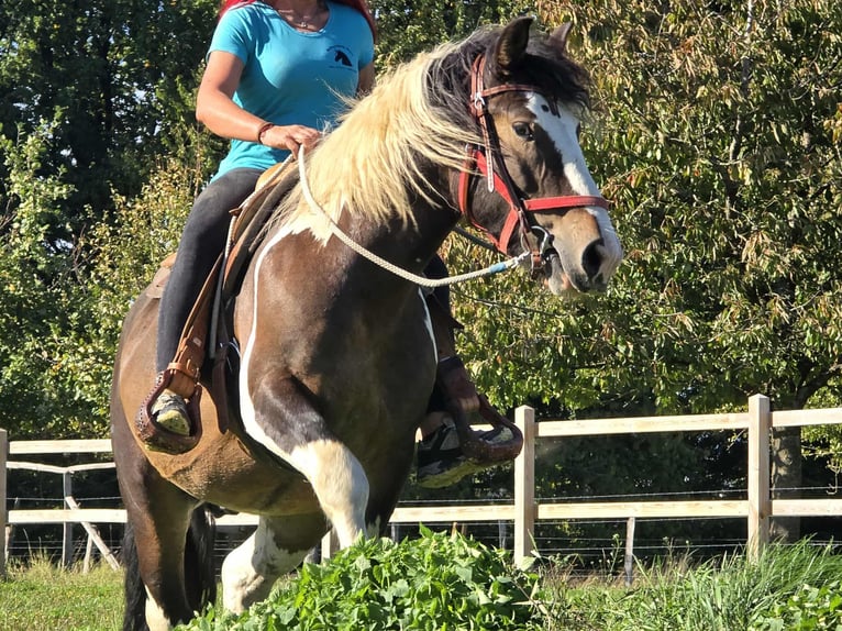 Inne konie zimnokrwiste Wałach 3 lat 150 cm Srokata in Linkenbach