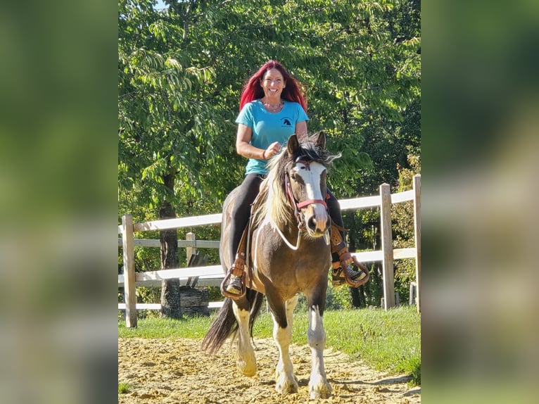 Inne konie zimnokrwiste Wałach 3 lat 150 cm Srokata in Linkenbach