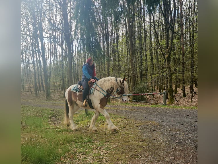 Inne konie zimnokrwiste Wałach 3 lat 154 cm Srokata in Linkenbach