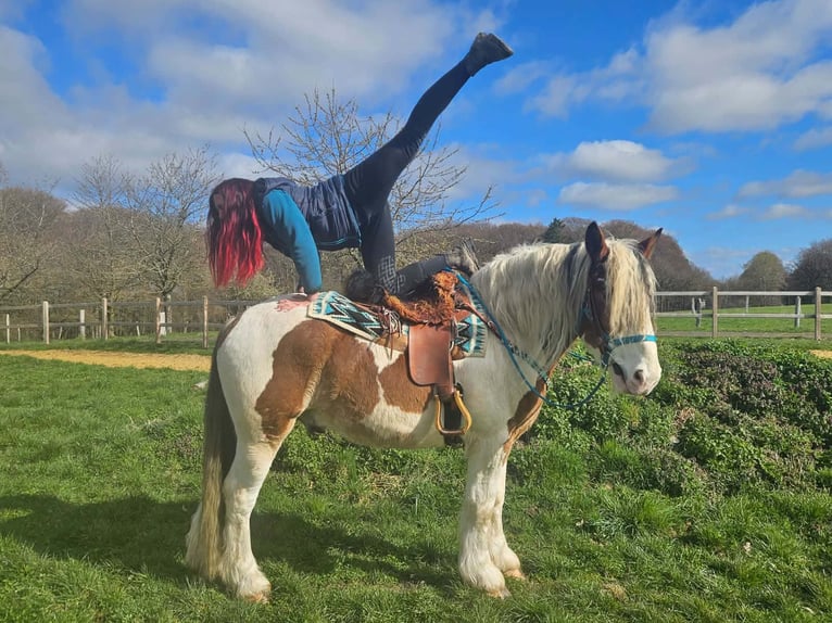 Inne konie zimnokrwiste Wałach 3 lat 154 cm Srokata in Linkenbach