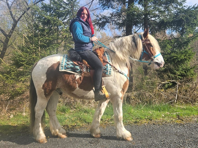Inne konie zimnokrwiste Wałach 3 lat 154 cm Srokata in Linkenbach
