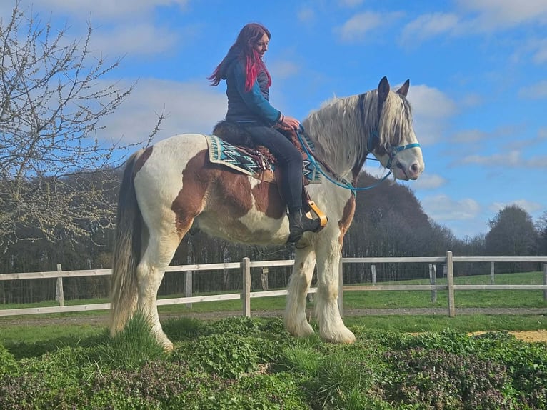 Inne konie zimnokrwiste Wałach 3 lat 154 cm Srokata in Linkenbach