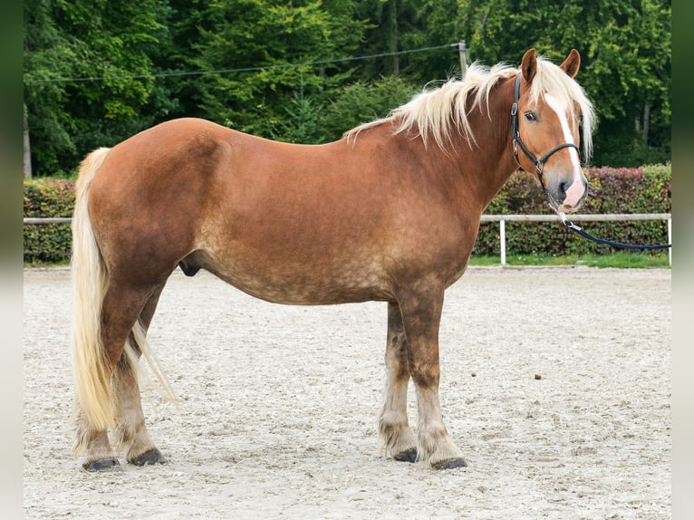 Inne konie zimnokrwiste Wałach 3 lat 158 cm Kasztanowata in Neustadt (Wied)