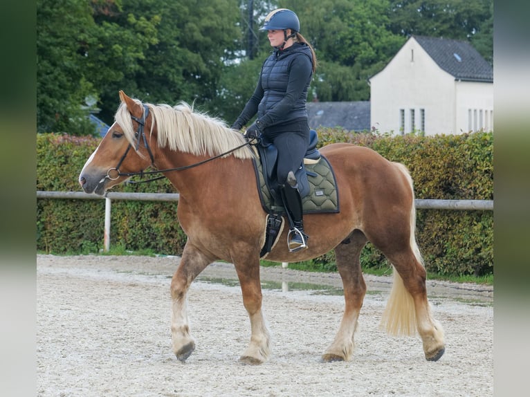 Inne konie zimnokrwiste Wałach 3 lat 158 cm Kasztanowata in Neustadt (Wied)