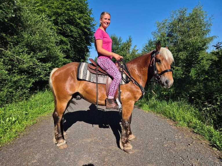 Inne konie zimnokrwiste Wałach 4 lat 152 cm Ciemnokasztanowata in Linkenbach