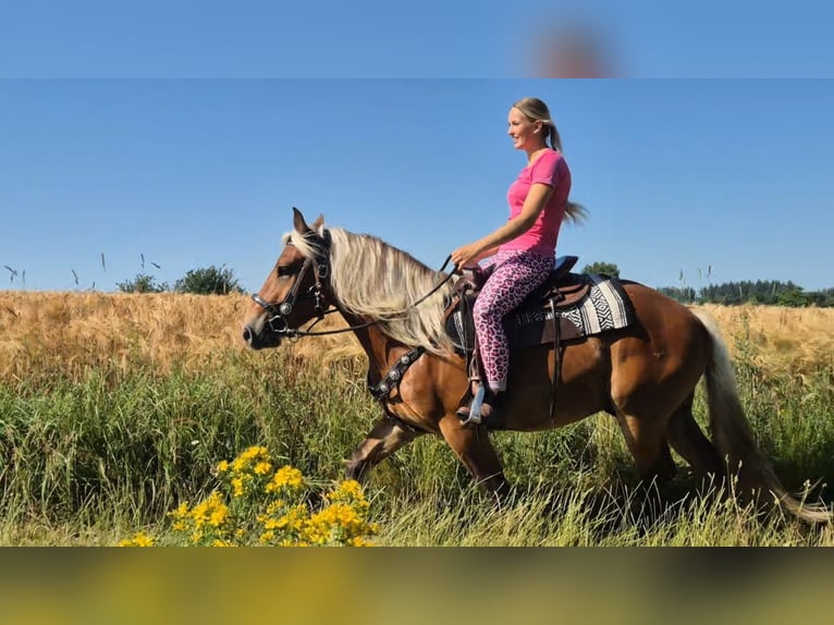 Inne konie zimnokrwiste Wałach 4 lat 152 cm Ciemnokasztanowata in Linkenbach