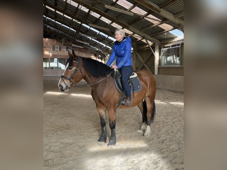 Inne konie zimnokrwiste Mix Wałach 4 lat 155 cm Gniada in BrettenBretten Inne konie zimnokrwiste Mix Wałach 4 lat 155 cm Gniada in BrettenBretten
